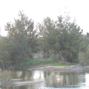 Casuarina cunninghamiana subsp. cunninghamiana at Paddys River, ACT - 25 Sep 2014 07:11 PM