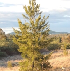 Casuarina cunninghamiana subsp. cunninghamiana at Paddys River, ACT - 25 Sep 2014 07:11 PM