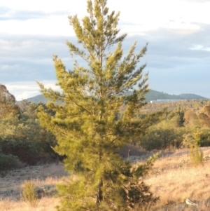 Casuarina cunninghamiana subsp. cunninghamiana at Paddys River, ACT - 25 Sep 2014 07:11 PM