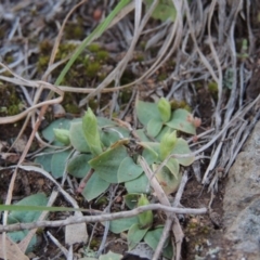 Hymenochilus sp. (A Greenhood Orchid) at Pine Island to Point Hut - 25 Sep 2014 by MichaelBedingfield