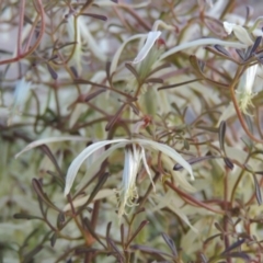 Clematis leptophylla (Small-leaf Clematis, Old Man's Beard) at Pine Island to Point Hut - 25 Sep 2014 by MichaelBedingfield