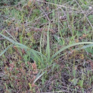 Dianella sp. aff. longifolia (Benambra) at Pine Island to Point Hut - 25 Sep 2014