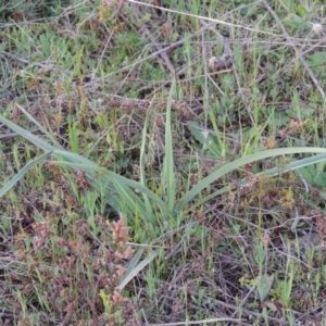 Dianella sp. aff. longifolia (Benambra) at Pine Island to Point Hut - 25 Sep 2014 07:14 PM