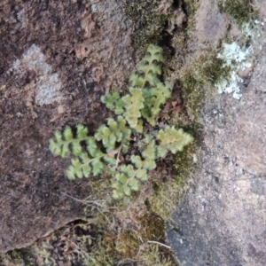 Asplenium subglandulosum at Pine Island to Point Hut - 25 Sep 2014