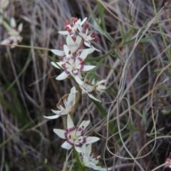 Wurmbea dioica subsp. dioica (Early Nancy) at Pine Island to Point Hut - 25 Sep 2014 by michaelb