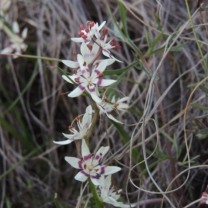 Wurmbea dioica subsp. dioica at Pine Island to Point Hut - 25 Sep 2014 07:19 PM