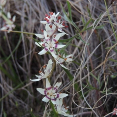 Wurmbea dioica subsp. dioica (Early Nancy) at Pine Island to Point Hut - 25 Sep 2014 by michaelb
