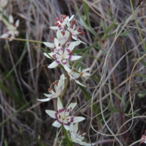 Wurmbea dioica subsp. dioica at Pine Island to Point Hut - 25 Sep 2014