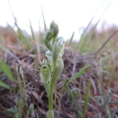 Hymenochilus bicolor (ACT) = Pterostylis bicolor (NSW) (Black-tip Greenhood) at Pine Island to Point Hut - 25 Sep 2014 by MichaelBedingfield