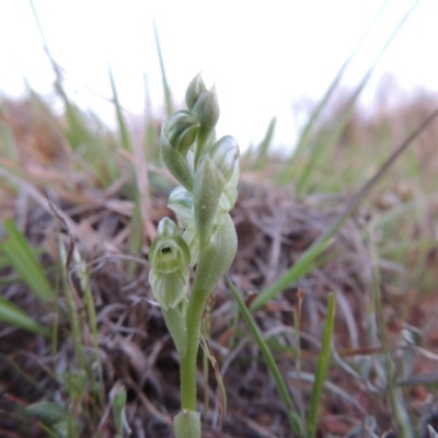 Hymenochilus bicolor (Black-tip Greenhood) at Pine Island to Point Hut - 25 Sep 2014 by michaelb