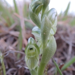 Hymenochilus bicolor (ACT) = Pterostylis bicolor (NSW) at Pine Island to Point Hut - suppressed