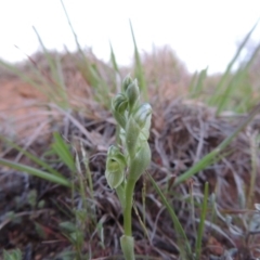 Hymenochilus bicolor (ACT) = Pterostylis bicolor (NSW) at Pine Island to Point Hut - suppressed