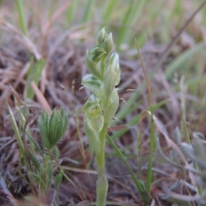 Hymenochilus bicolor (ACT) = Pterostylis bicolor (NSW) at Pine Island to Point Hut - suppressed