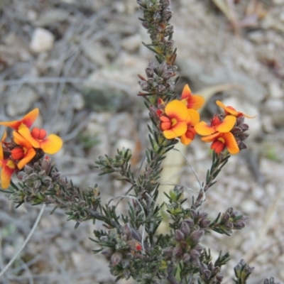 Dillwynia sericea (Egg And Bacon Peas) at Tuggeranong Hill - 24 Sep 2014 by michaelb