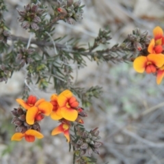 Dillwynia sericea at Theodore, ACT - 24 Sep 2014