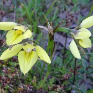 Diuris chryseopsis at Kambah, ACT - suppressed