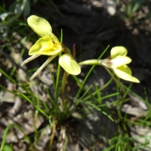 Diuris chryseopsis at Kambah, ACT - suppressed