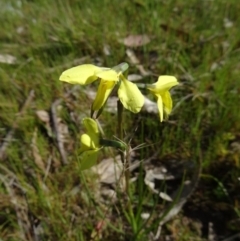 Diuris chryseopsis at Kambah, ACT - suppressed