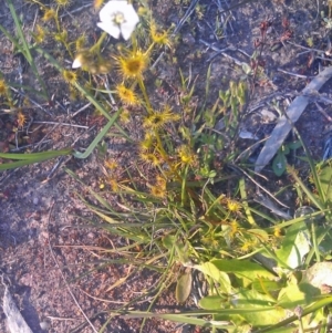 Drosera gunniana at Kambah, ACT - 29 Sep 2014 04:19 PM