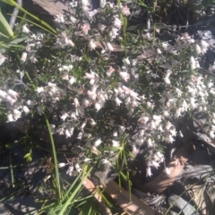 Cryptandra amara (Bitter Cryptandra) at Mount Taylor - 29 Sep 2014 by galah681