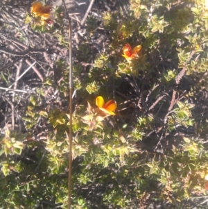 Pultenaea procumbens at Kambah, ACT - 29 Sep 2014 04:16 PM