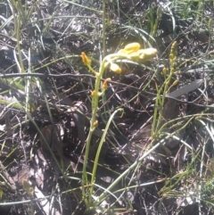 Bulbine bulbosa (Golden Lily) at Mount Taylor - 29 Sep 2014 by galah681