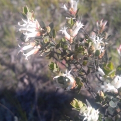 Brachyloma daphnoides (Daphne Heath) at Kambah, ACT - 29 Sep 2014 by galah681