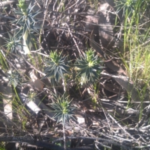 Melichrus urceolatus at Kambah, ACT - 29 Sep 2014 04:10 PM