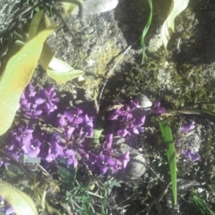 Hardenbergia violacea (False Sarsaparilla) at Mount Taylor - 29 Sep 2014 by galah681