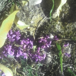 Hardenbergia violacea at Kambah, ACT - 29 Sep 2014 04:12 PM