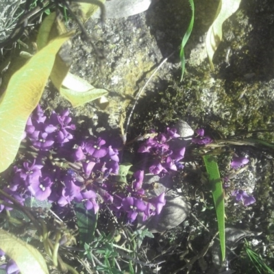 Hardenbergia violacea (False Sarsaparilla) at Mount Taylor - 29 Sep 2014 by galah681