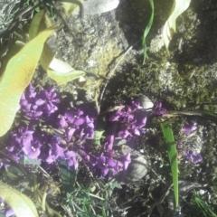 Hardenbergia violacea (False Sarsaparilla) at Kambah, ACT - 29 Sep 2014 by galah681