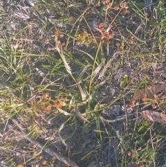 Luzula densiflora (Dense Wood-rush) at Mount Taylor - 29 Sep 2014 by galah681