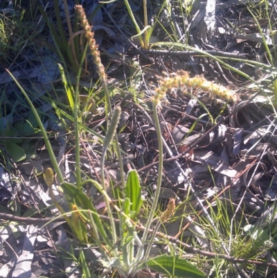 Plantago sp. (Plantain) at Mount Taylor - 29 Sep 2014 by galah681