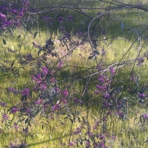 Indigofera australis subsp. australis at Kambah, ACT - 29 Sep 2014