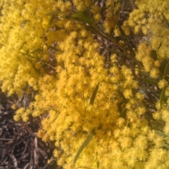 Acacia pycnantha at Mount Taylor - 29 Sep 2014 by galah681