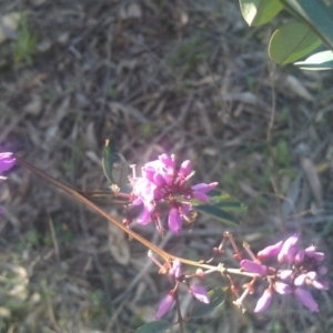 Indigofera australis subsp. australis at Farrer Ridge - 29 Sep 2014 04:46 PM