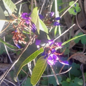 Hardenbergia violacea at Farrer Ridge - 29 Sep 2014