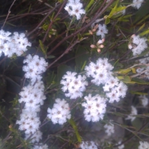 Leucopogon virgatus at Farrer Ridge - 29 Sep 2014 04:58 PM