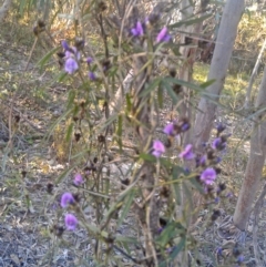 Glycine clandestina (Twining Glycine) at Farrer Ridge - 29 Sep 2014 by galah681