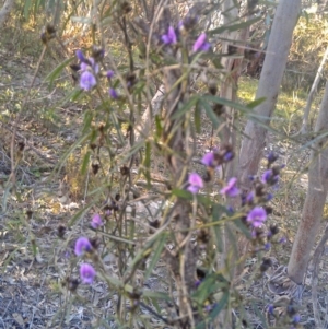 Glycine clandestina at Farrer Ridge - 29 Sep 2014 05:09 PM