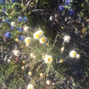 Leucochrysum albicans subsp. tricolor at Farrer Ridge - 29 Sep 2014
