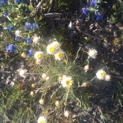 Leucochrysum albicans subsp. tricolor (Hoary Sunray) at Farrer Ridge - 29 Sep 2014 by galah681