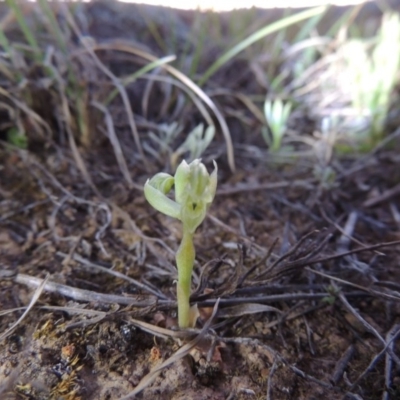 Hymenochilus cycnocephalus (Swan greenhood) at Pine Island to Point Hut - 25 Sep 2014 by michaelb