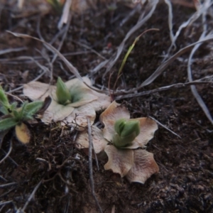 Hymenochilus sp. at Pine Island to Point Hut - 25 Sep 2014