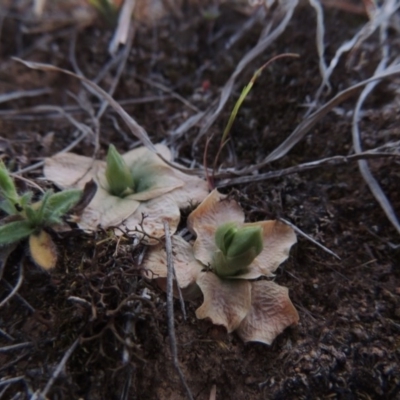 Hymenochilus sp. (A Greenhood Orchid) at Pine Island to Point Hut - 25 Sep 2014 by MichaelBedingfield