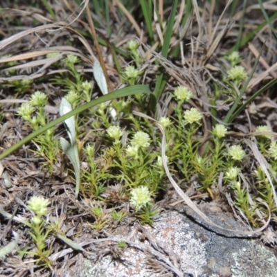Scleranthus diander (Many-flowered Knawel) at Pine Island to Point Hut - 25 Sep 2014 by michaelb