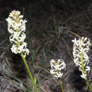 Stackhousia monogyna at Pine Island to Point Hut - 25 Sep 2014 07:40 PM