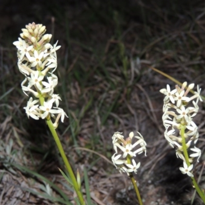 Stackhousia monogyna (Creamy Candles) at Pine Island to Point Hut - 25 Sep 2014 by michaelb