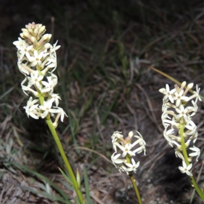 Stackhousia monogyna (Creamy Candles) at Pine Island to Point Hut - 25 Sep 2014 by MichaelBedingfield